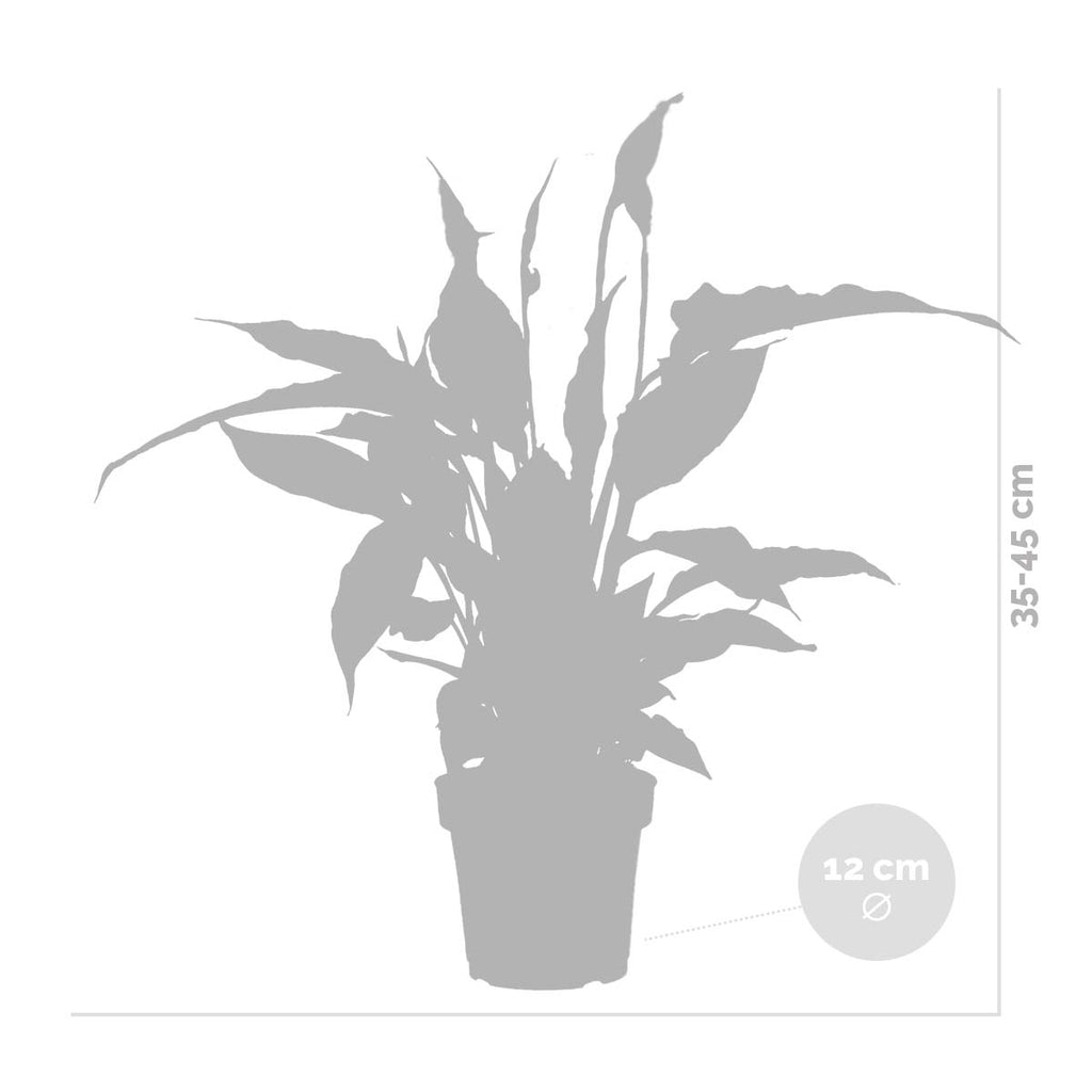 Spathiphyllum Torelli – Indoor Plant
