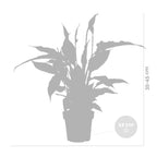 Spathiphyllum Torelli – Indoor Plant