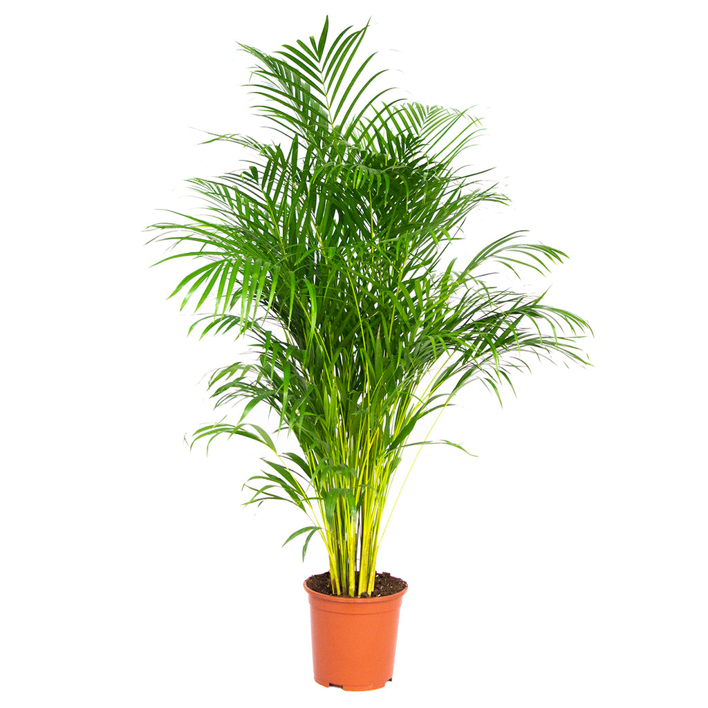 Palmera areca XL – Planta de interior