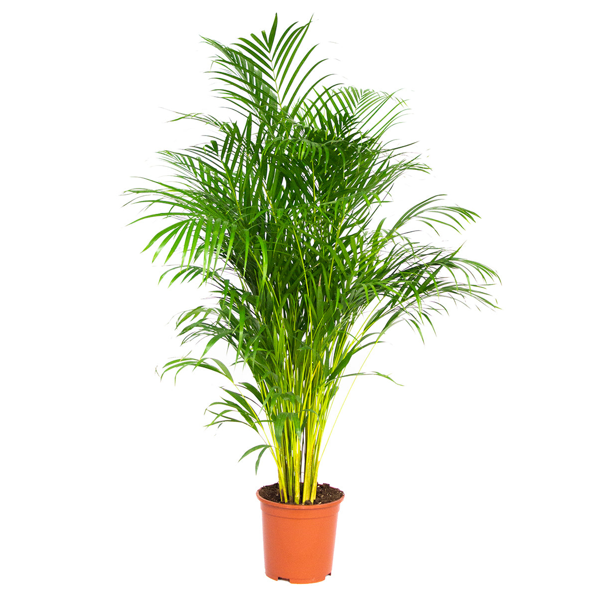 Palmera areca XL – Planta de interior