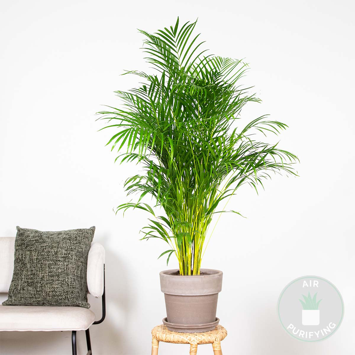 Palmera areca XL – Planta de interior