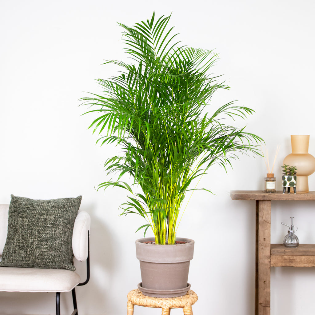 Palmera areca XL – Planta de interior