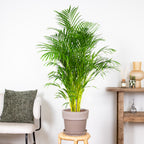 Palmera areca XL – Planta de interior