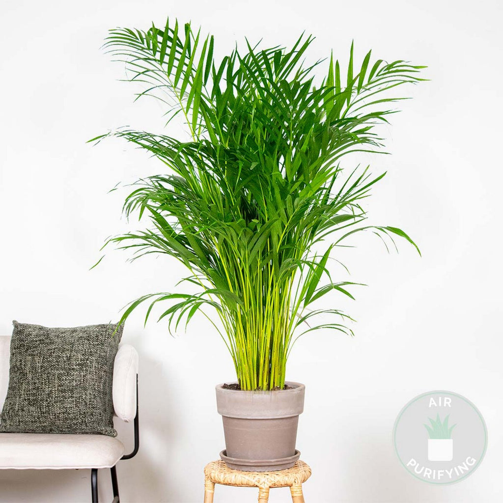 Areca Palm – Indoor Plant