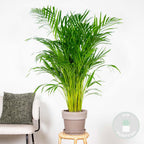 Areca Palm – Indoor Plant