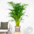 Areca palm