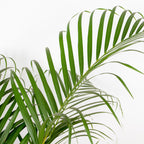 Areca Palm – Indoor Plant