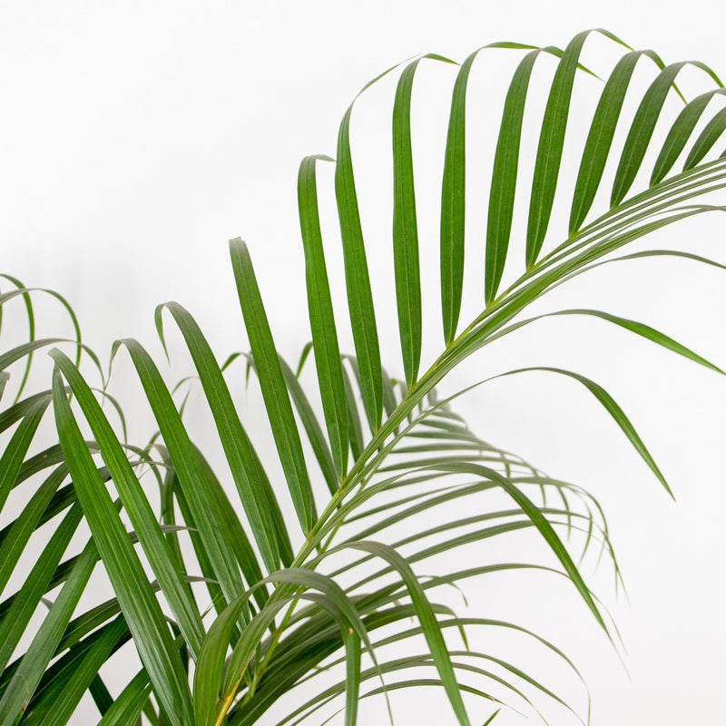 Areca palm