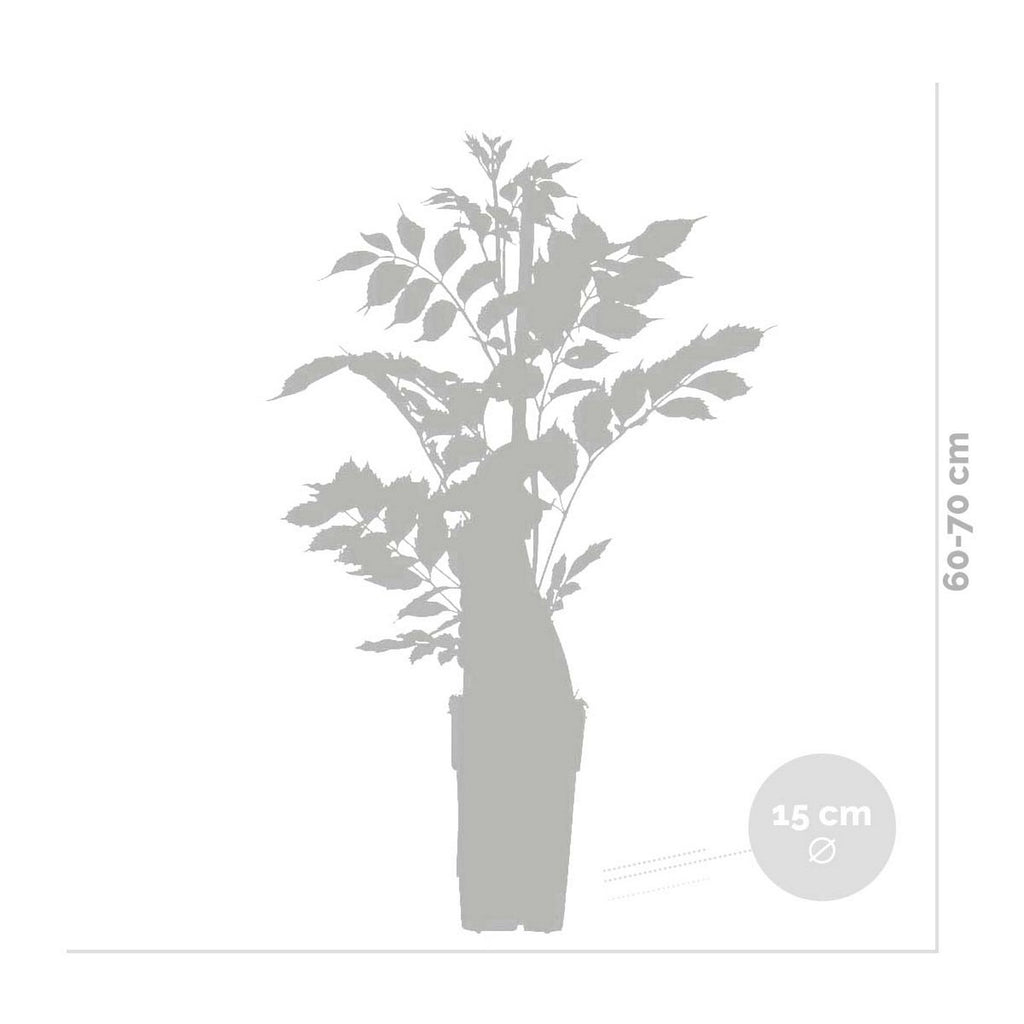Lot De 2 Glycines Blanches – Plante D'Extérieur