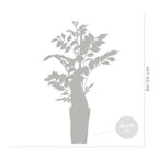 Lot De 2 Glycines Blanches – Plante D'Extérieur