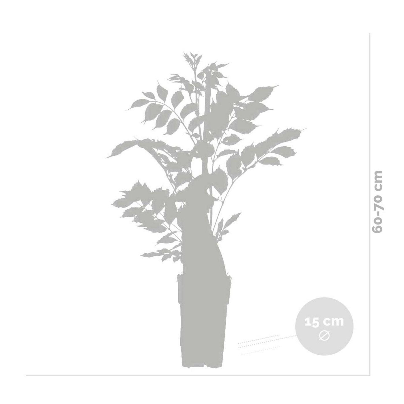 Lot De 2 Glycines Blanches – Plante D'Extérieur