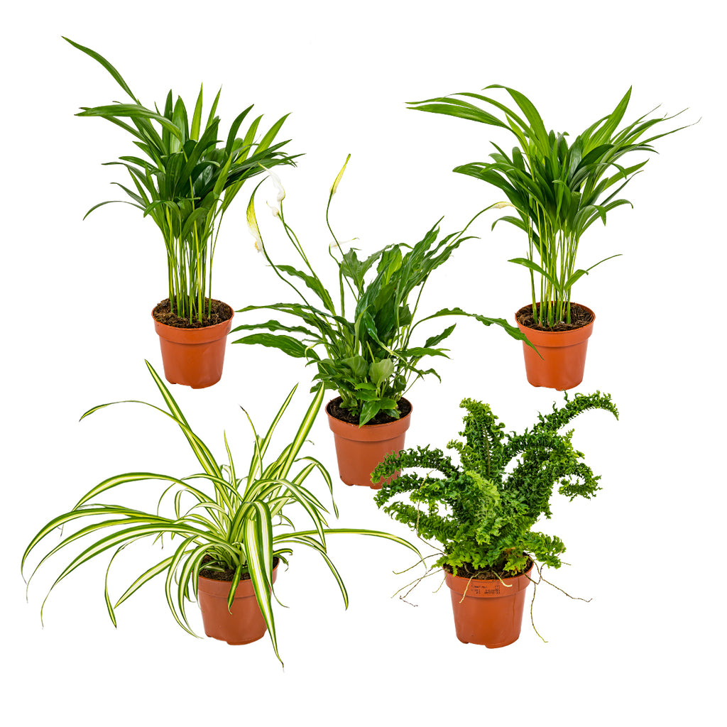 Mezcla de 5 plantas purificadoras de aire – Planta de interior