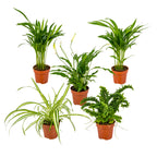 Mezcla de 5 plantas purificadoras de aire – Planta de interior