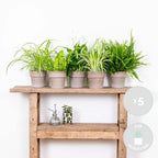 Mezcla de 5 plantas purificadoras de aire – Planta de interior