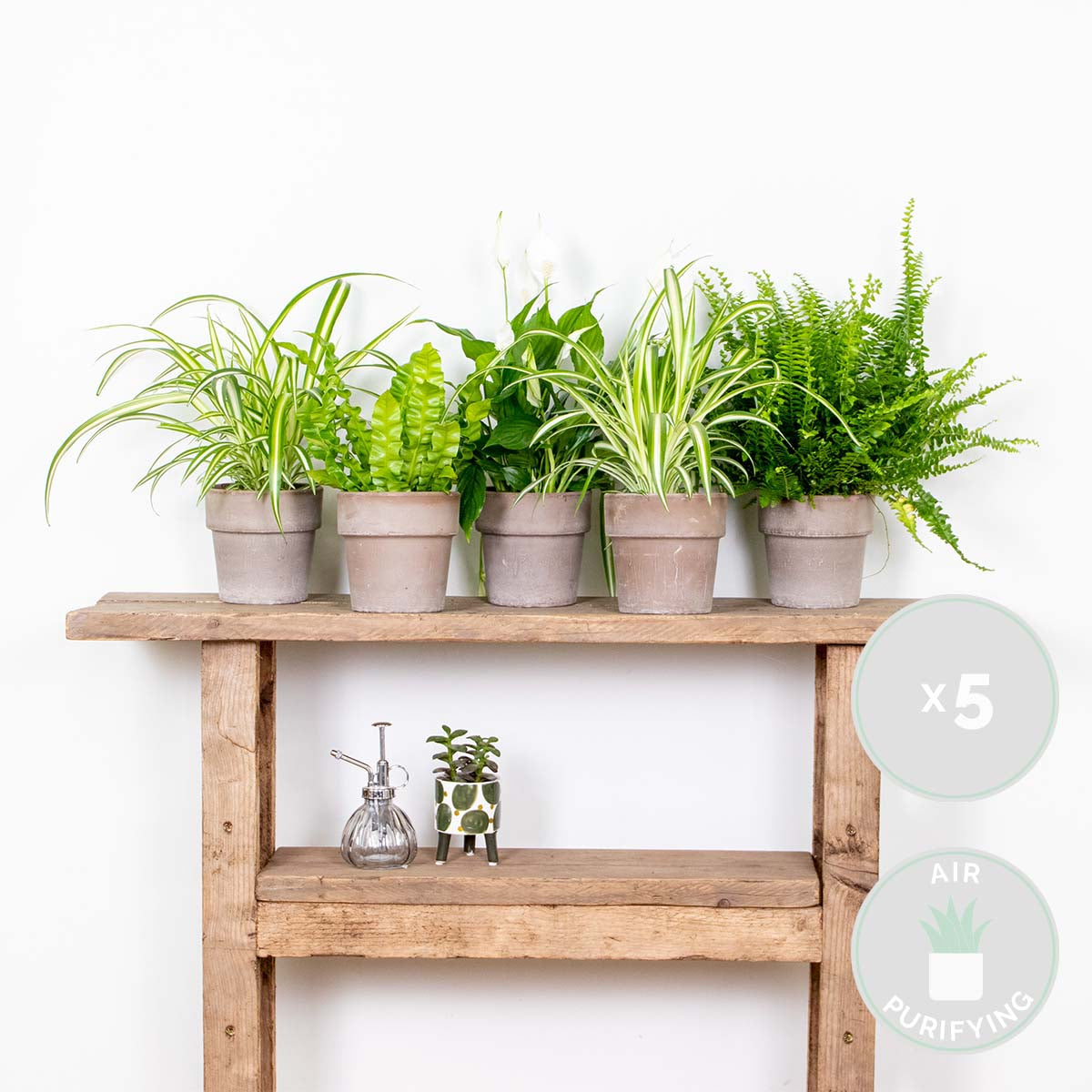Mezcla de 5 plantas purificadoras de aire – Planta de interior