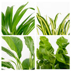 Mezcla de 5 plantas purificadoras de aire – Planta de interior