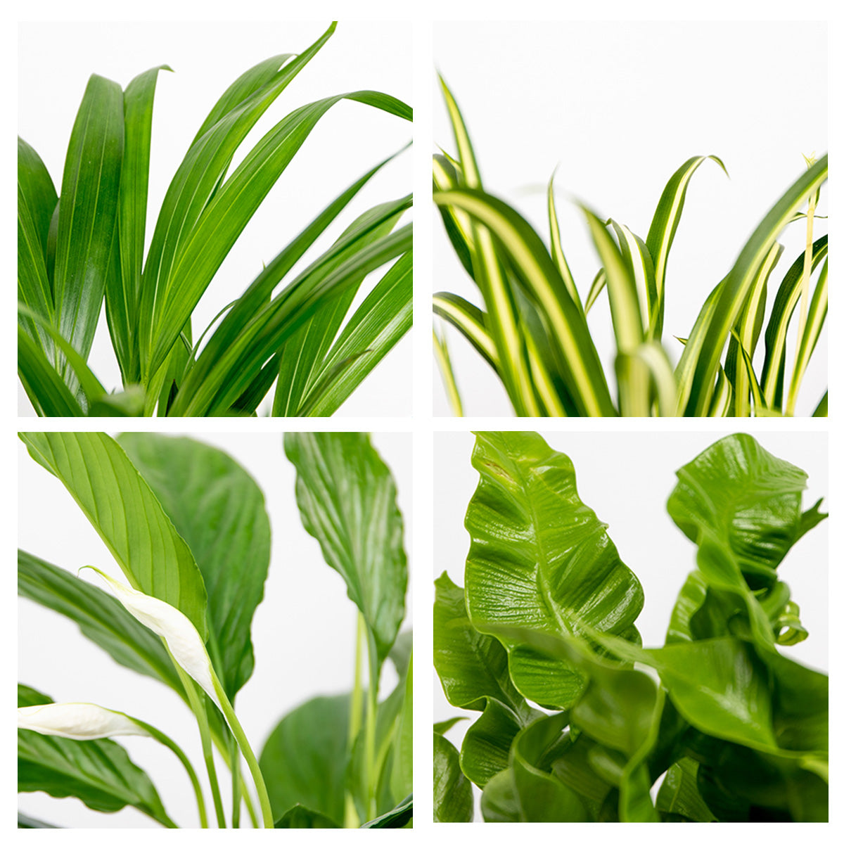 Mezcla de 5 plantas purificadoras de aire – Planta de interior