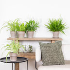 Mezcla de 5 plantas purificadoras de aire – Planta de interior