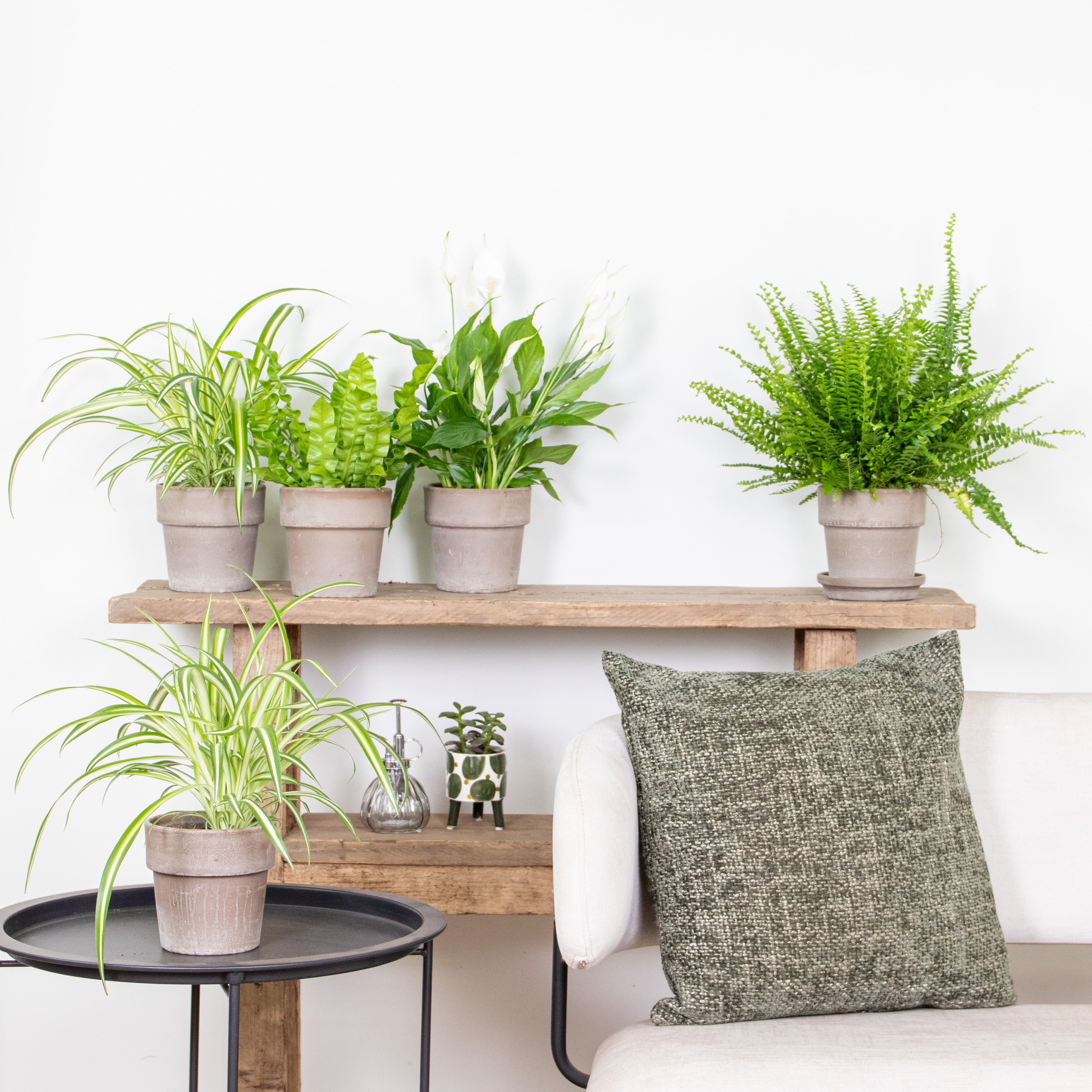 Mezcla de 5 plantas purificadoras de aire – Planta de interior