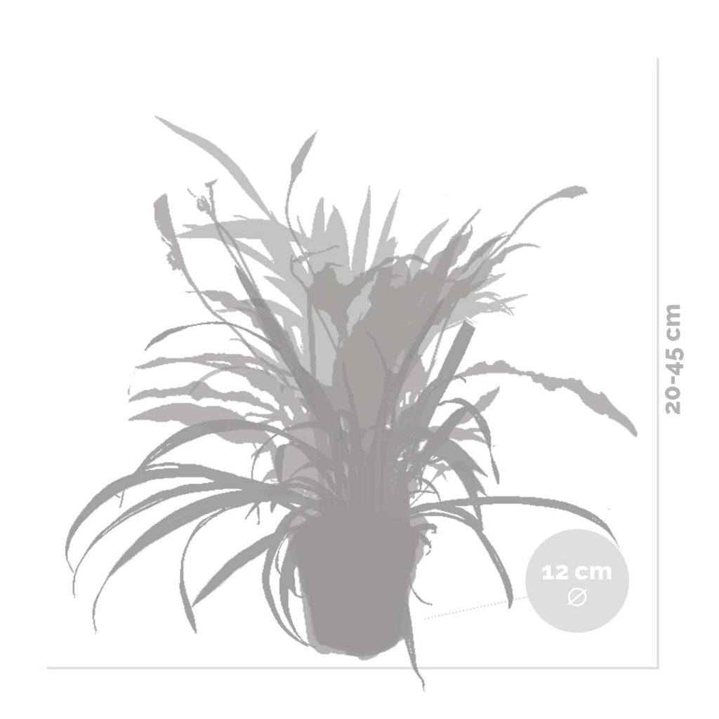 Mezcla de 5 plantas purificadoras de aire – Planta de interior