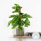 Monstera Monkey Leaf sobre tutor de musgo – Planta de interior