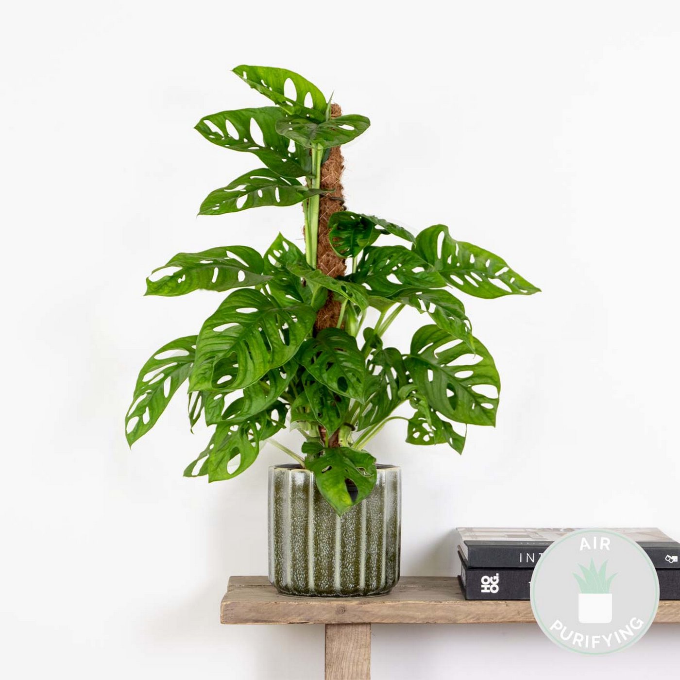 Monstera Monkey Leaf sobre tutor de musgo – Planta de interior