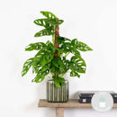 Monstera Monkey Leaf sur Tuteur Mousse – Plante d'Intérieur