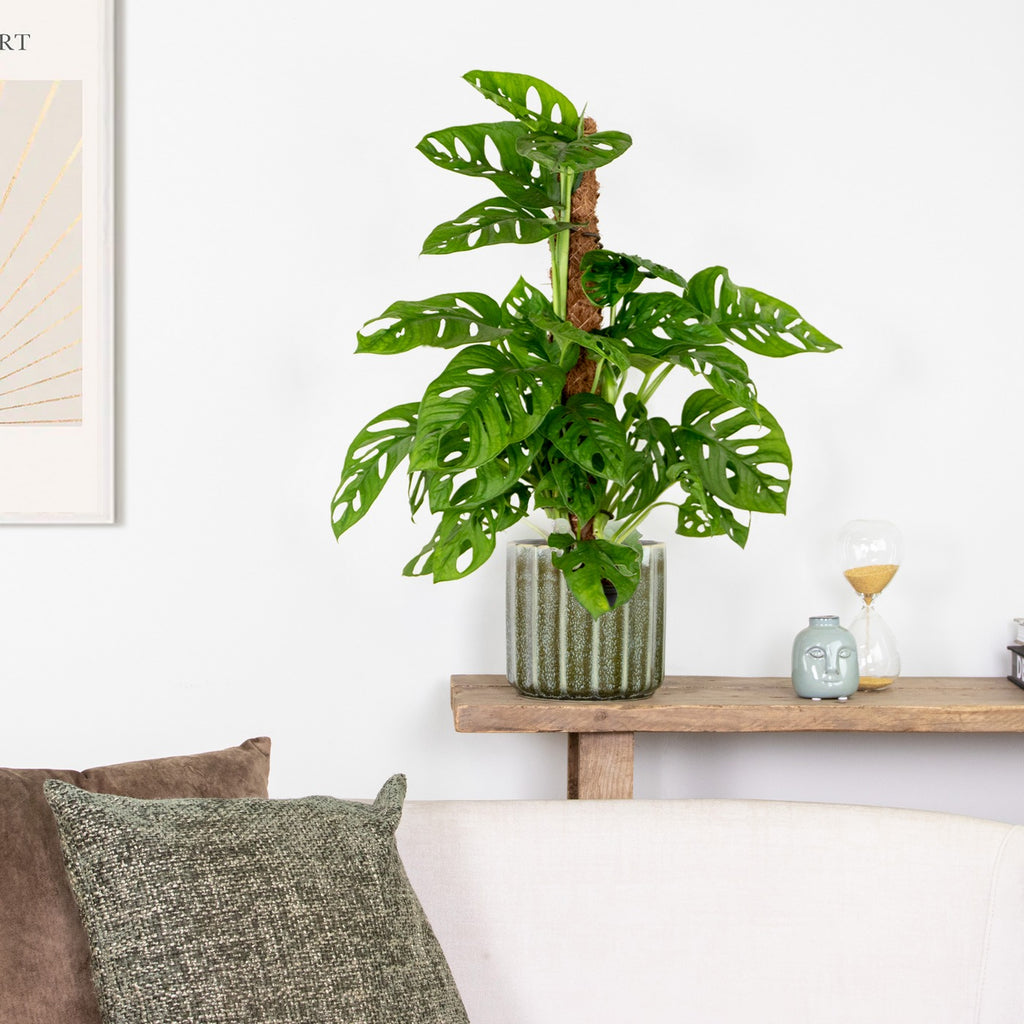 Monstera Monkey Leaf sobre tutor de musgo – Planta de interior
