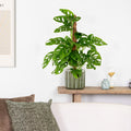 Monstera Monkey Leaf sobre tutor de musgo – Planta de interior