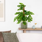 Monstera Monkey Leaf sobre tutor de musgo – Planta de interior
