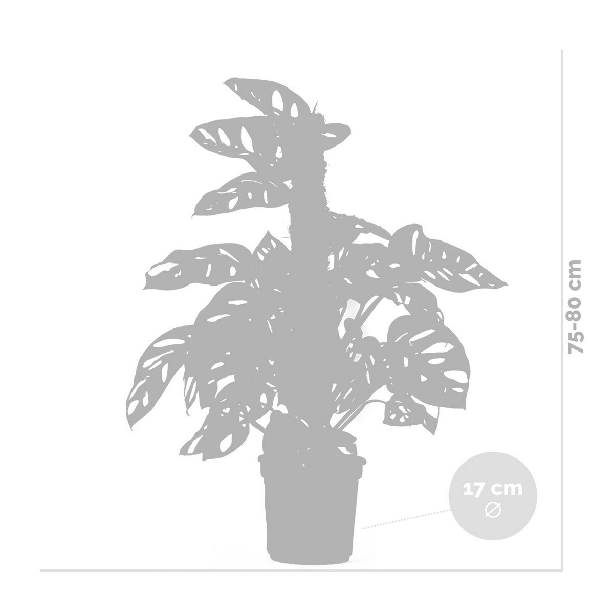 Monstera Monkey Leaf sobre tutor de musgo – Planta de interior