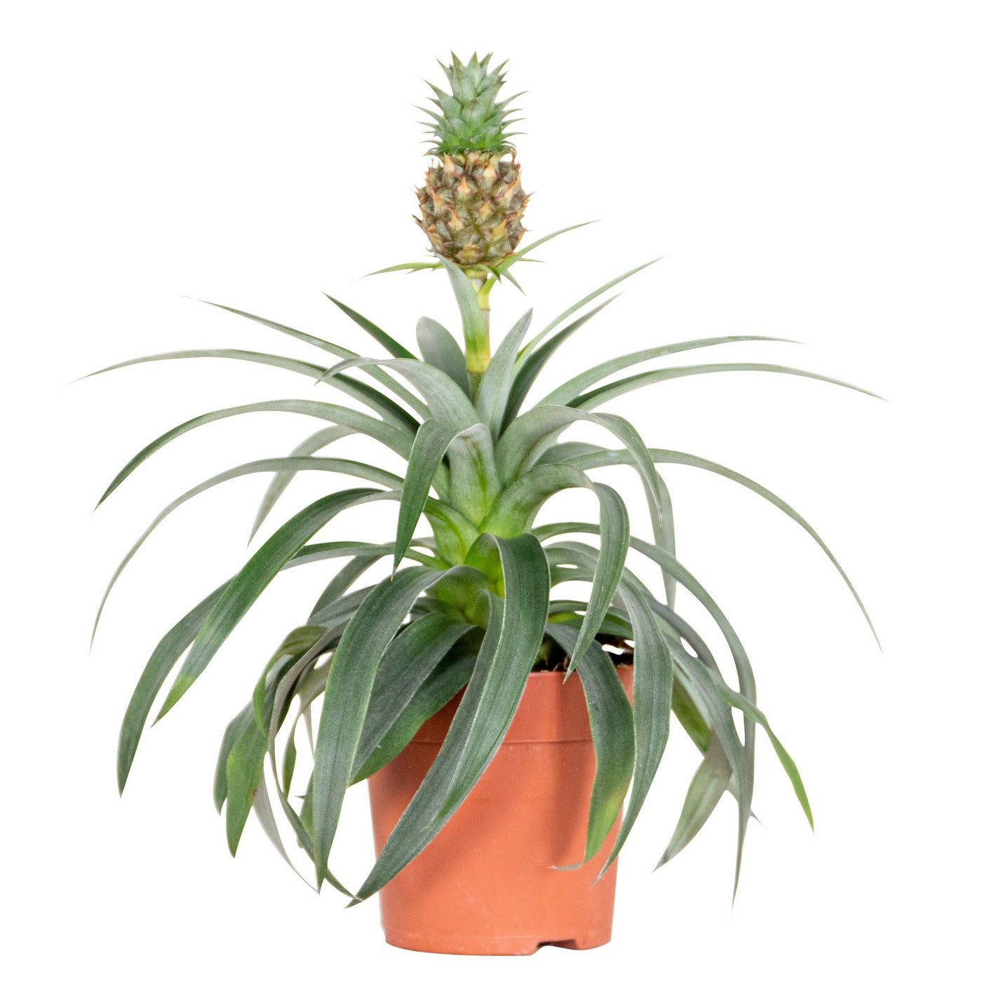 Mi Amigo Pineapple Plant – Houseplant