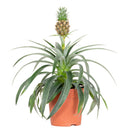 Ananas Mi Amigo – Plante d'Intérieur