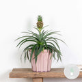 Mi Amigo Pineapple Plant – Houseplant