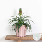 Mi Amigo Pineapple Plant – Houseplant