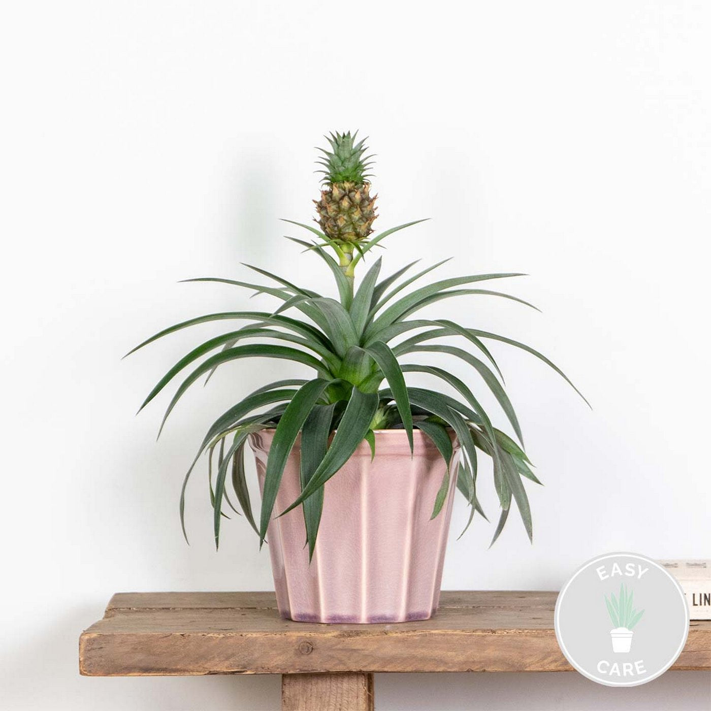 Mi Amigo Pineapple Plant – Houseplant