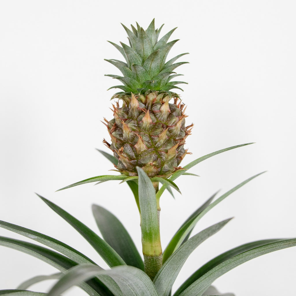 Mi Amigo Pineapple Plant – Houseplant