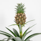 Mi Amigo Pineapple Plant – Houseplant