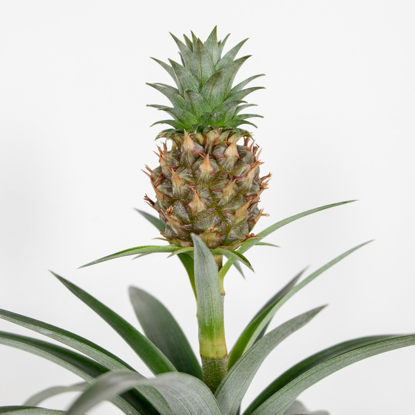 Mi Amigo Pineapple Plant – Houseplant