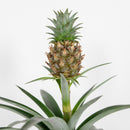 Ananas Mi Amigo – Plante d'Intérieur