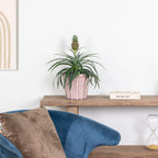 Mi Amigo Pineapple Plant – Houseplant