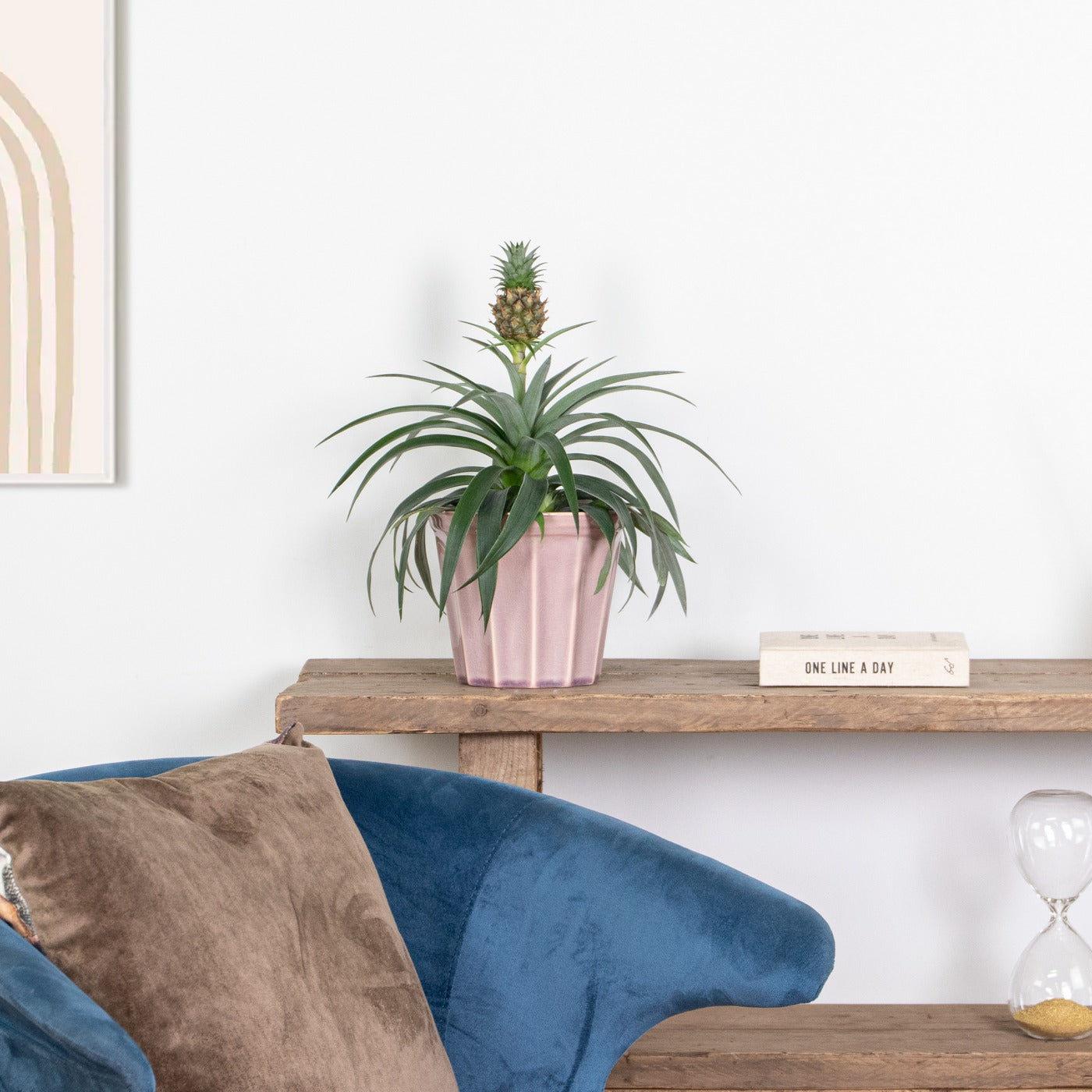 Mi Amigo Pineapple Plant – Houseplant