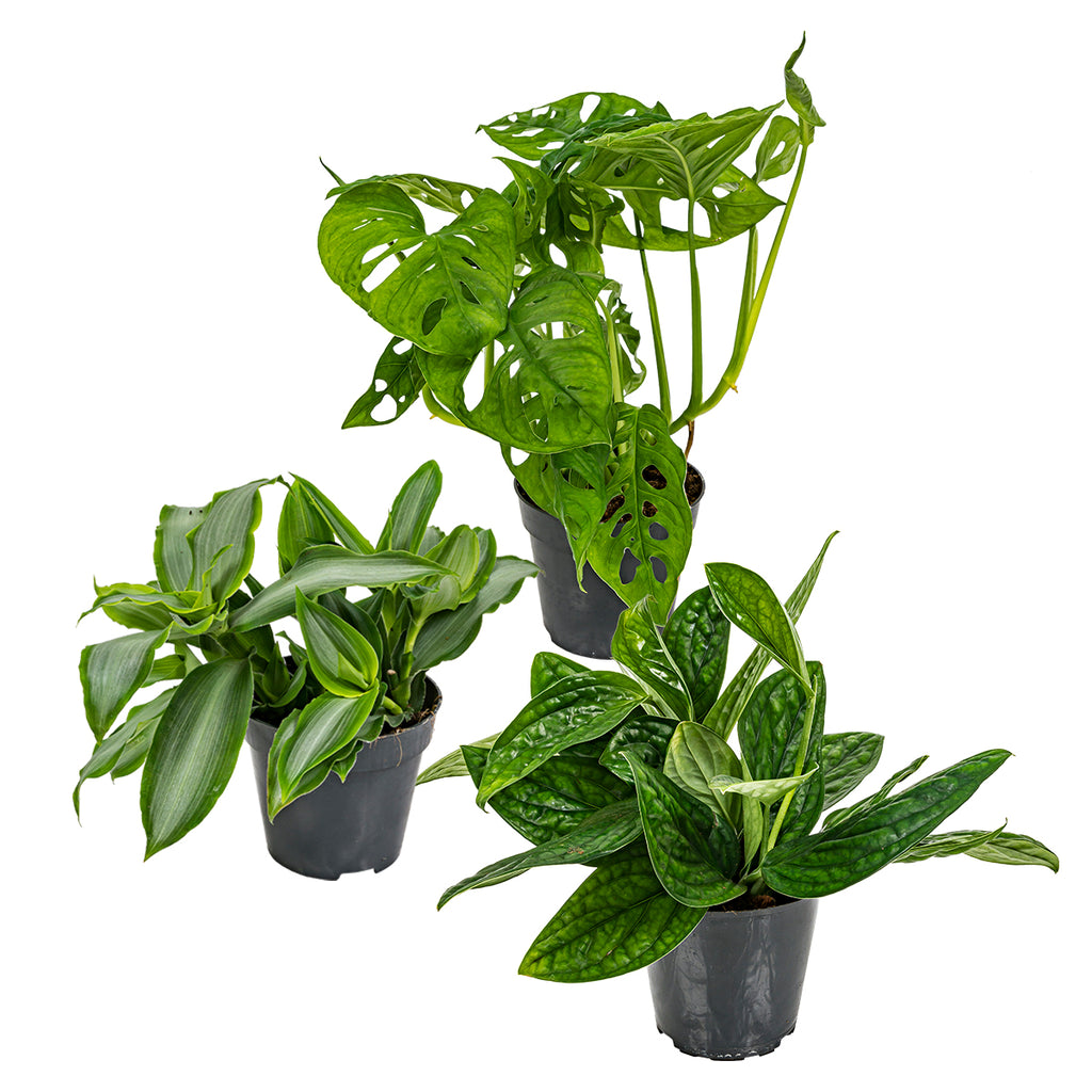Mix of 3 Botanical Plants – Houseplant