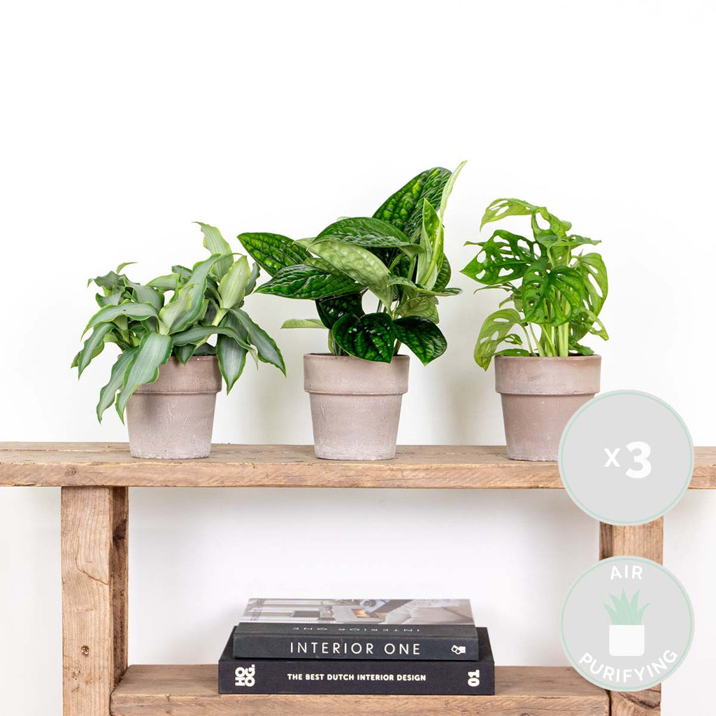 Mix of 3 Botanical Plants – Houseplant