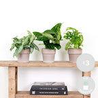Mix of 3 Botanical Plants – Houseplant