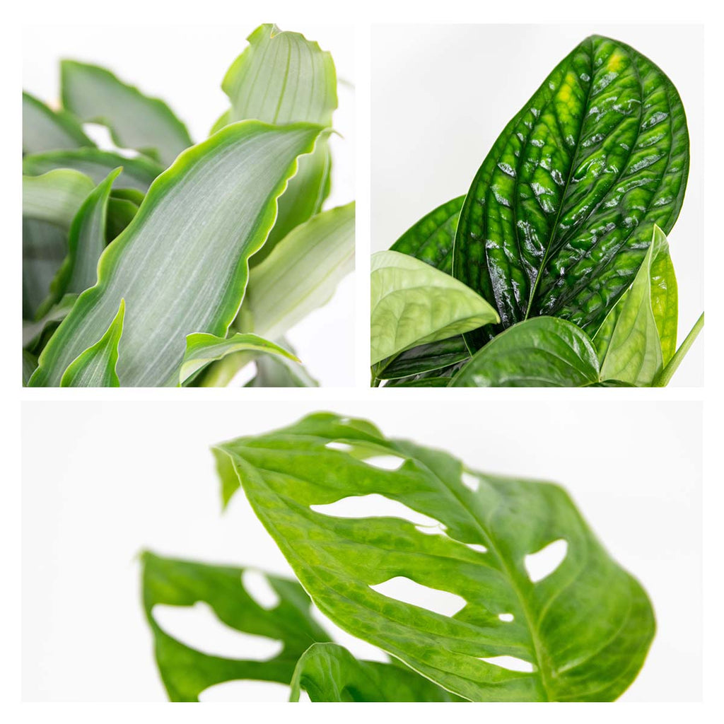 Mix of 3 Botanical Plants – Houseplant