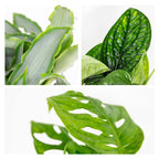 Mix of 3 Botanical Plants – Houseplant