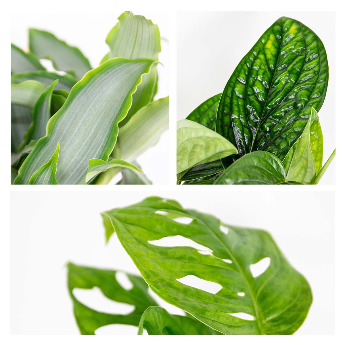 Mix of 3 Botanical Plants – Houseplant