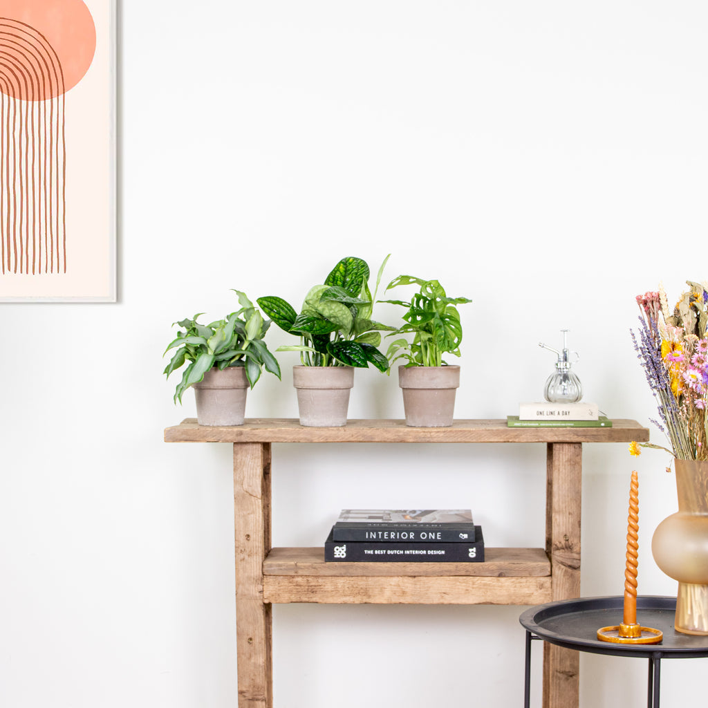Mix of 3 Botanical Plants – Houseplant