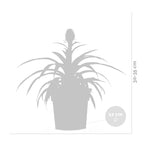 Mi Amigo Pineapple Plant – Houseplant